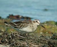 Broad-billed sandpiper (Limicola falcinellus)