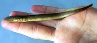 American Brook Lamprey Lethenteron appendix