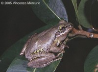 : Boophis doulioti