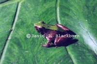 : Phrynobatrachus batesii
