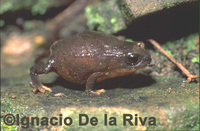 : Phrynopus kempffi
