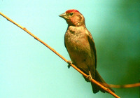 : Caprodacus cassinii; Cassin's Finch