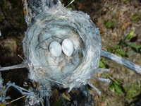 : Contopus sordidulus; Western Wood-pewee