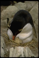 : Eudyptes chrysocome; Rockhopper Penguin