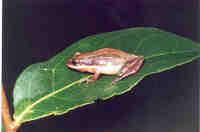 : Scinax fuscomarginatus