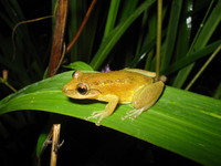 : Scinax fuscomarginatus