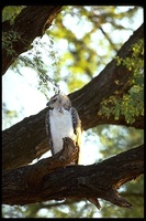 : Polemaetus bellicosus; Martial Eagle