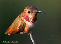 : Selasphorus sp.; Rufous Hummingbirds