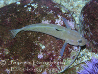 : Coryphopterus nicholsii; Blackeyed Goby
