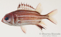 : Sargocentron sp.