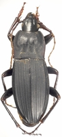 : Abacoleptus carinatus