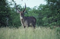 : Kobus ellipsiprymnus ellipsiprymnus; Common Waterbuck