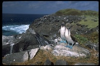 : Sula nebouxii; Blue Footed Booby