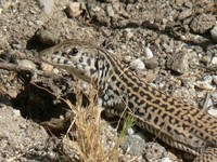 : Aspidoscelis tigris stejnegeri; Coastal Whiptail