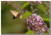 : Macroglossum stellatarum