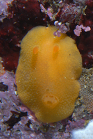 : Aldisa sanguinea; Blood-spot Dorid