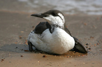 Guillemot