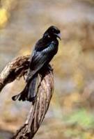 Spangled drongo