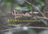 호랑지빠귀Scaly Thrush