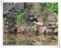 덤불해오라기 Ixobrychus sinensis