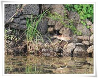 덤불해오라기 Ixobrychus sinensis