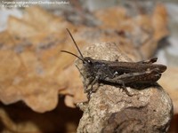 Syngende markgræshoppe (Chorthippus biguttulus) Foto/billede af