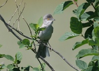 シマムシクイ Barred Warbler Sylvia nisoria