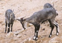 나와(岩羊）- 티벳푸른양 Bharal/Blue Sheep (Pseudois nayaur)