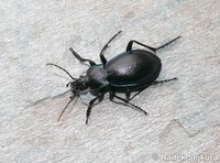 Carabus violaceus neesi