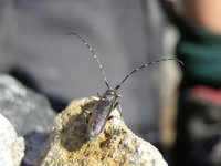 Monochamus sutor pellio