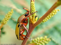 Eudicella trilineata interruptefasciata