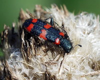 Trichodes favarius