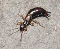 Forficula auricularia - Common earwig