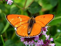 Lycaena dispar - Large Copper