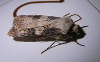 Agrotis puta - Shuttle-shaped Dart