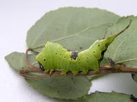 Furcula furcula - Sallow Kitten