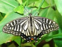 Papilio xuthus - Chinese Yellow Swallowtail