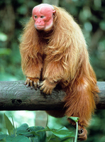 Red bald-headed uakari (Cacajao calvus rubicundus)