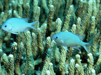 Chromis viridis, Blue green damselfish: aquarium