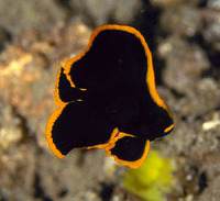 Platax pinnatus, Dusky batfish: fisheries, aquarium