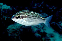 Scolopsis ghanam, Arabian monocle bream: fisheries, aquarium