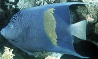 Pomacanthus maculosus, Yellowbar angelfish: fisheries, aquarium