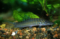 Syncrossus hymenophysa, Tiger loach: aquarium