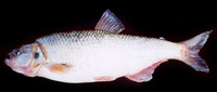 Brycon henni, : aquaculture