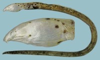 Callechelys catostoma, Black-striped snake eel: