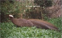 Rheinard's Crested Argus Rheinartia ocellata ocellata