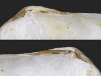 Petricola pholadiformis