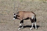 Image of: Oryx gazella (gemsbok)