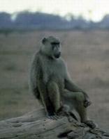 Image of: Papio hamadryas (hamadryas baboon)