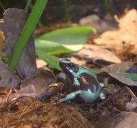 Image of: Dendrobates auratus (green and black poison dart frog)